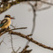 Seronera, Serengeti NP